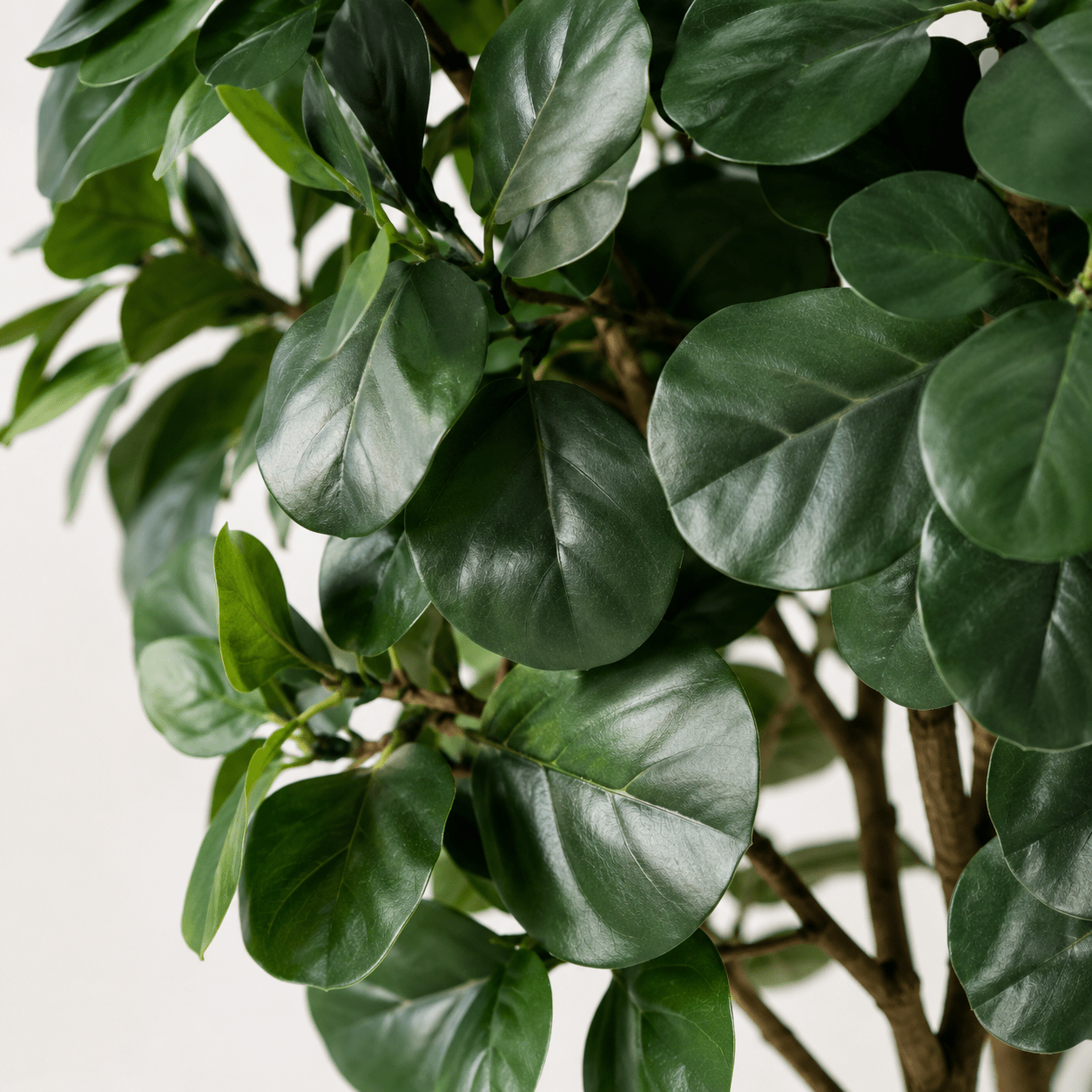 Kunstpflanze Geigenfeige 180 cm – künstlicher Ficus lyrata Baum - DYFLORA