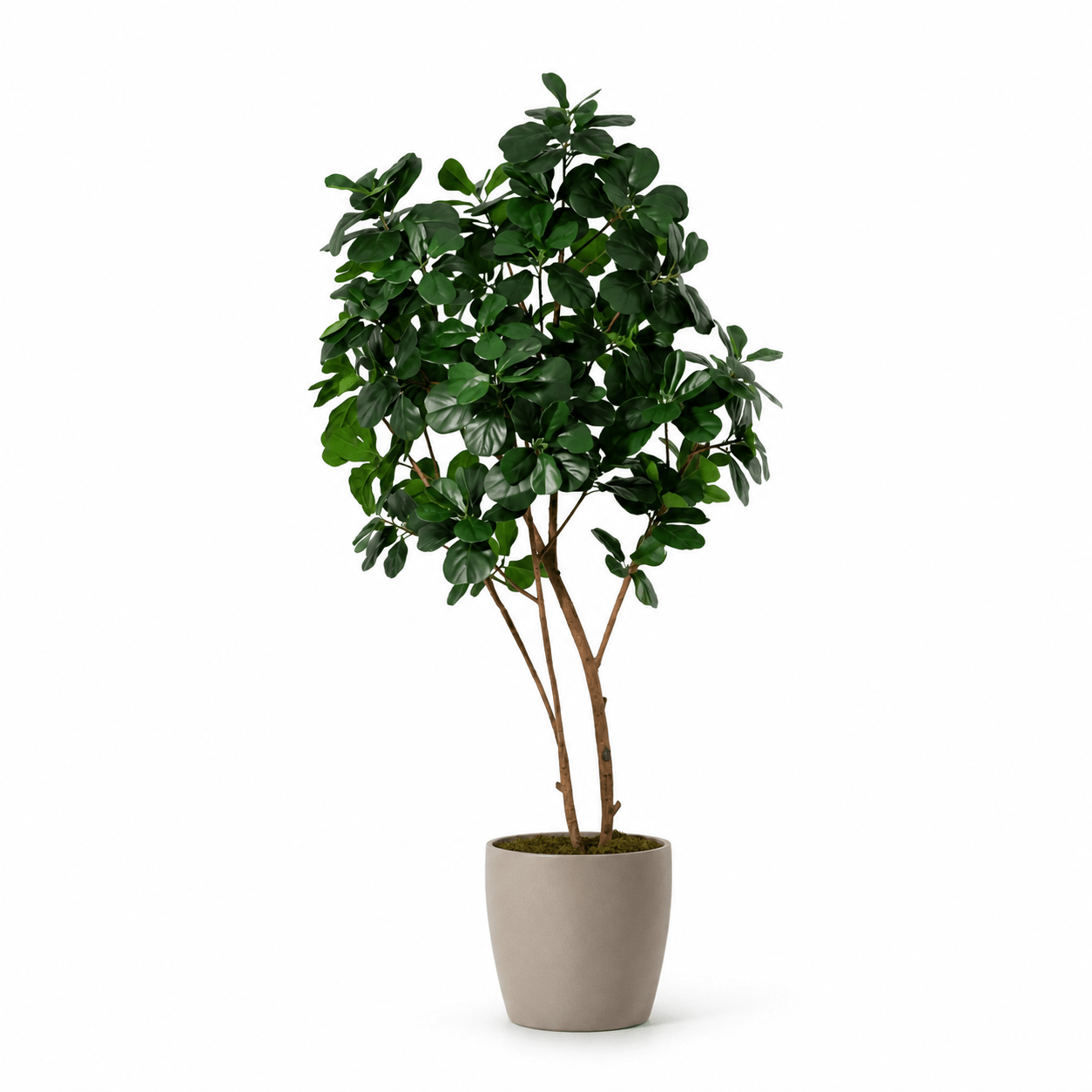 Kunstpflanze Geigenfeige 180 cm – künstlicher Ficus lyrata Baum - DYFLORA