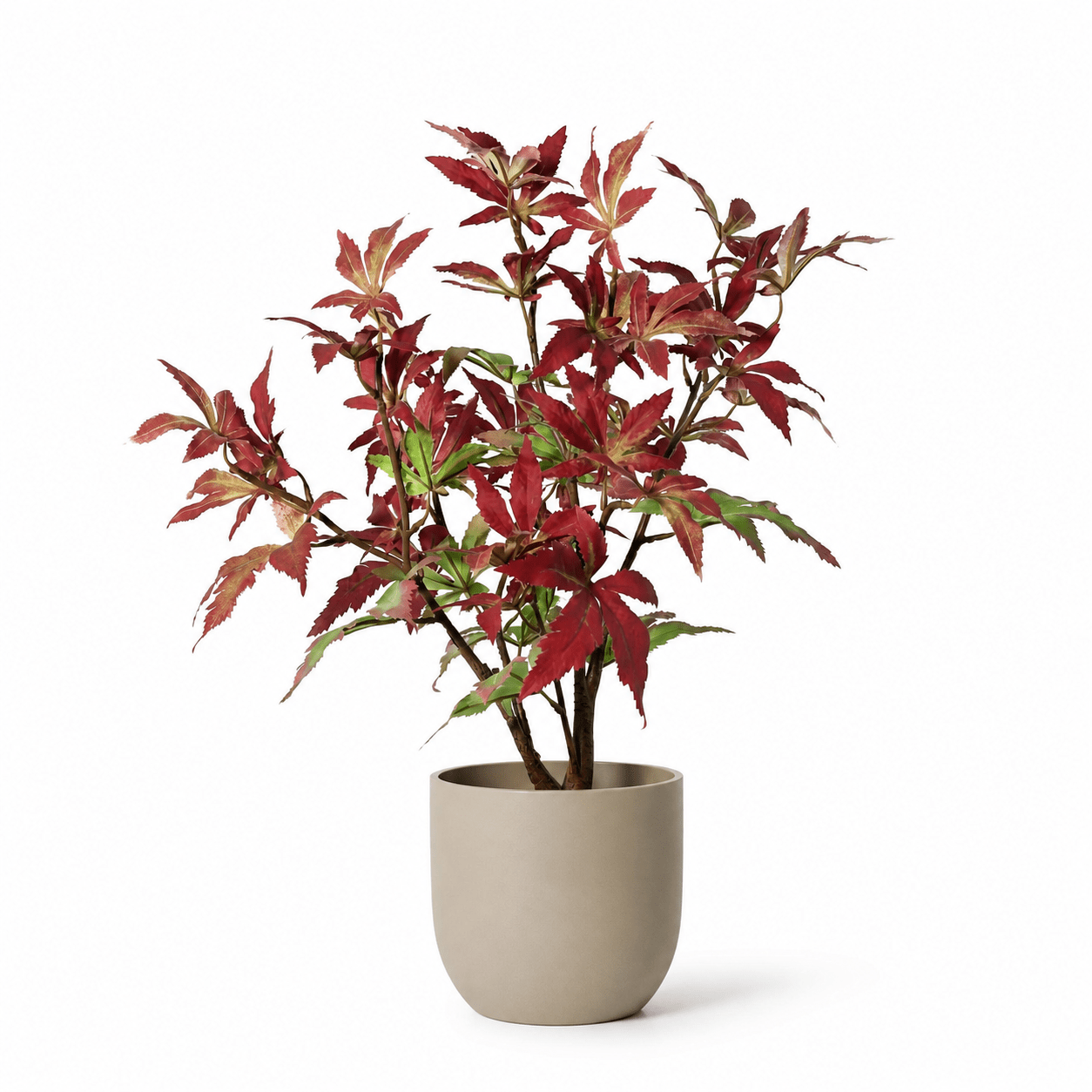 Kunstpflanze Japanischer Ahorn 53 cm rot - grün - DYFLORA