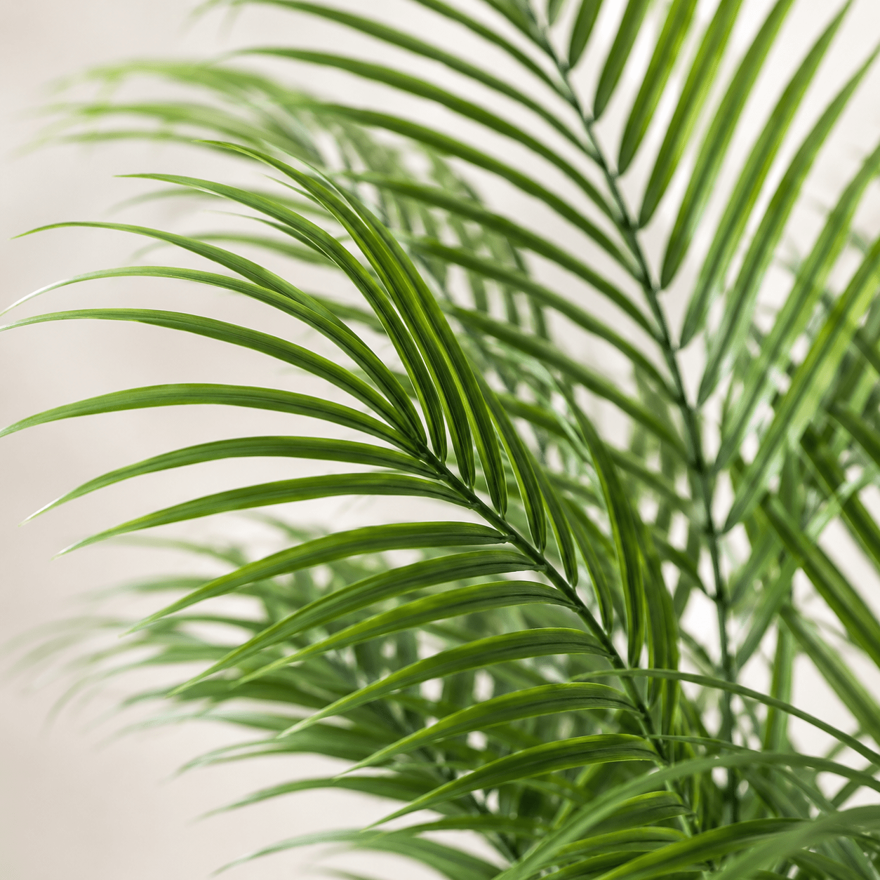 Kunstpflanze Kentiapalme 65 cm tropisch naturgetreu - DYFLORA