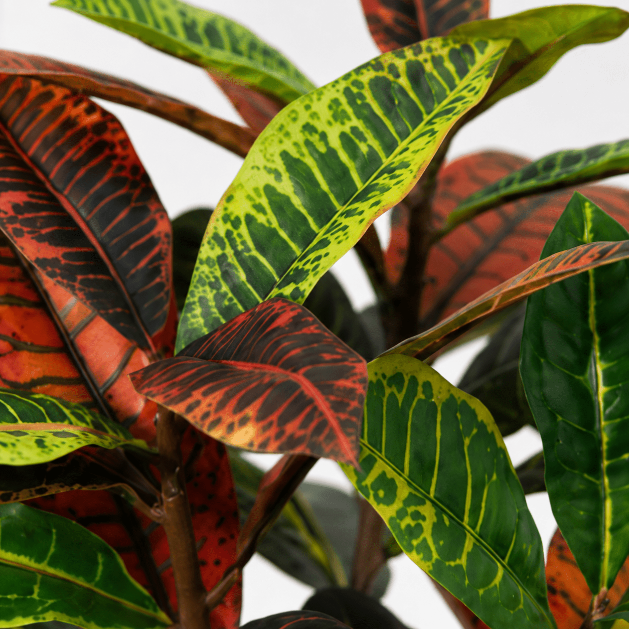 Kunstpflanze Kroton 40 cm – künstlicher Codiaeum mit Farbspiel - DYFLORA