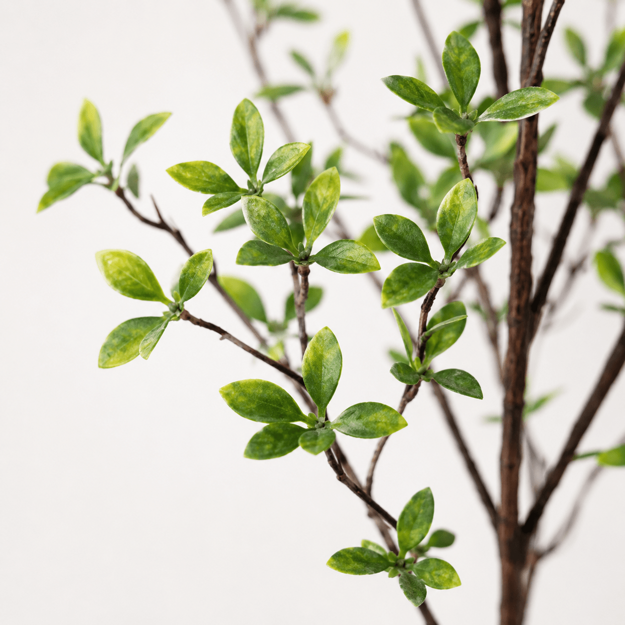 Kunstpflanze Myrte Myrtus 83 cm grün naturgetreu - DYFLORA