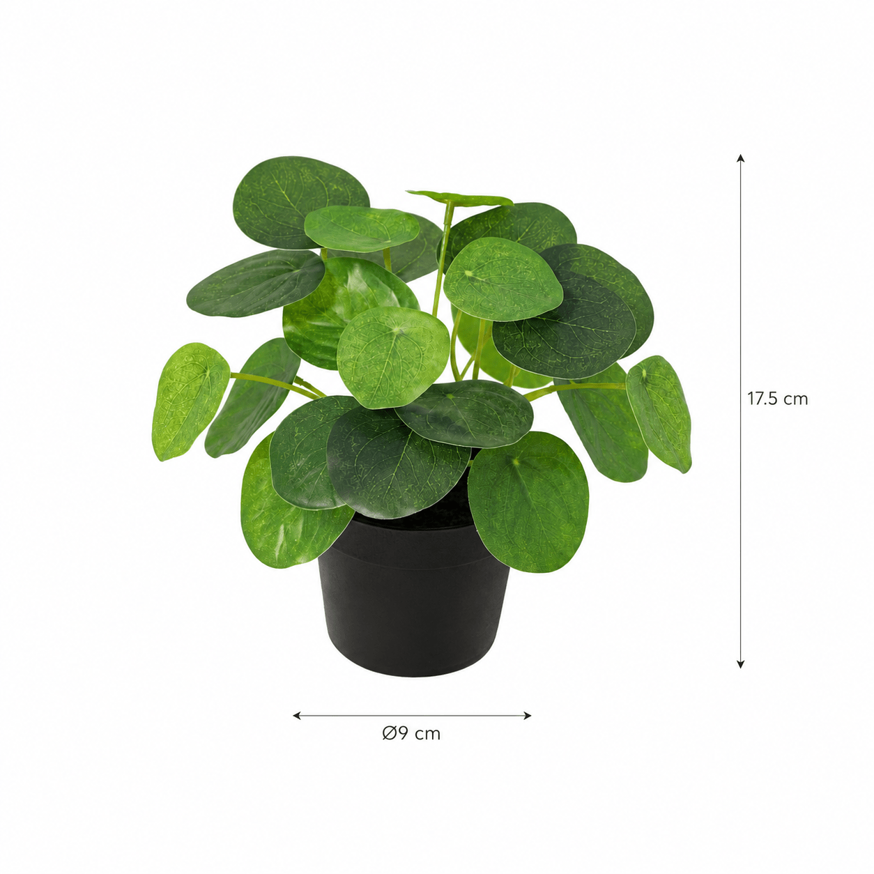 Kunstpflanze Pfannkuchenpflanze Pilea peperomioides 17,5 cm - DYFLORA