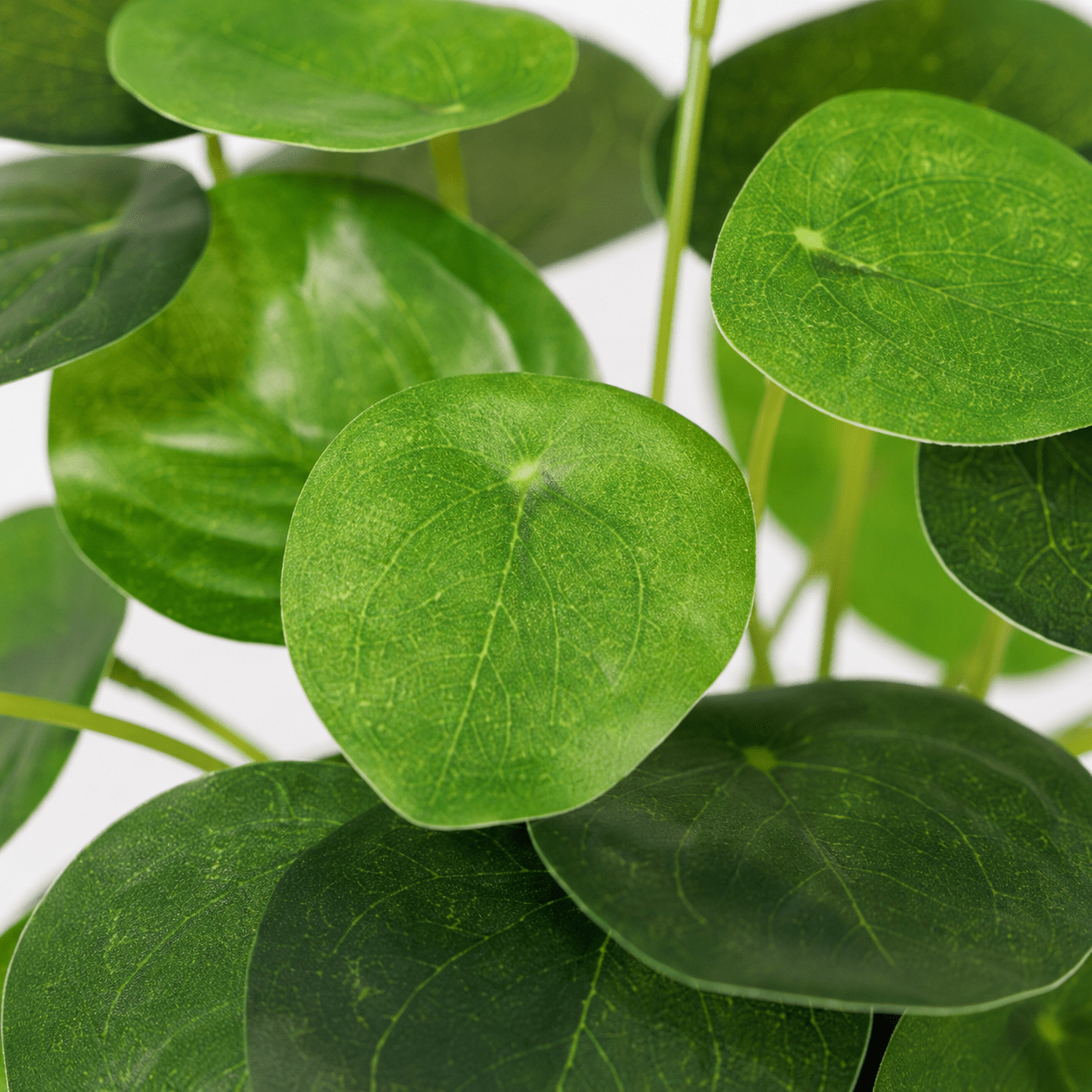 Kunstpflanze Pfannkuchenpflanze Pilea peperomioides 17,5 cm - DYFLORA