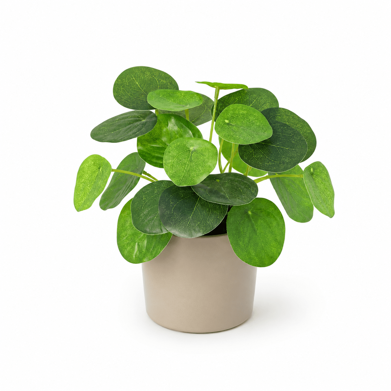 Kunstpflanze Pfannkuchenpflanze Pilea peperomioides 17,5 cm - DYFLORA