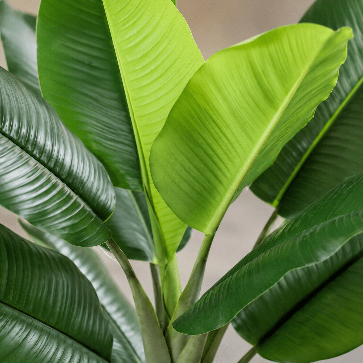 Kunstpflanze Philodendron Jungle King 45 cm – tropischer Blickfang - DYFLORA