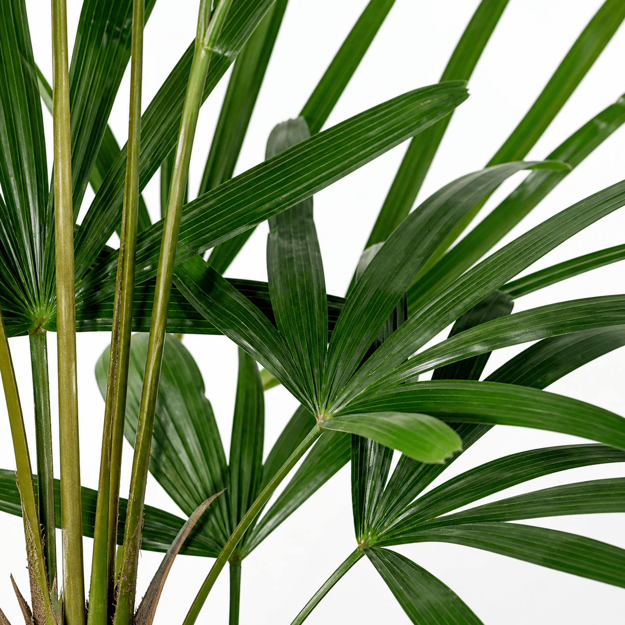Kunstpflanze Steckenpalme Rhapis Excelsa 120 cm - DYFLORA