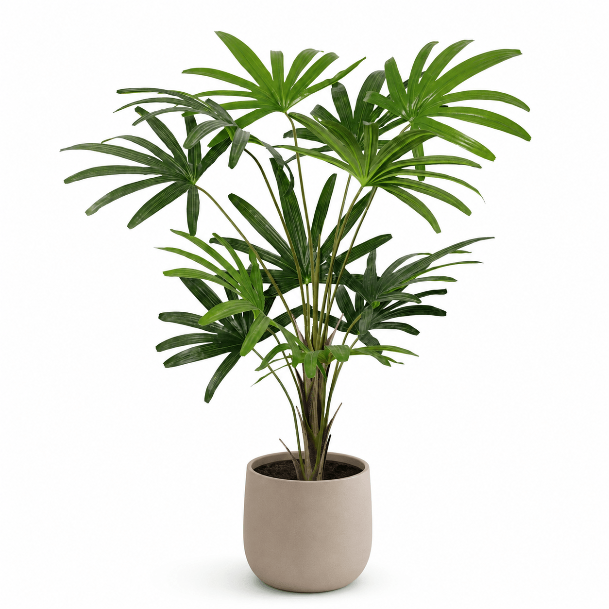 Kunstpflanze Steckenpalme Rhapis Excelsa 120 cm - DYFLORA
