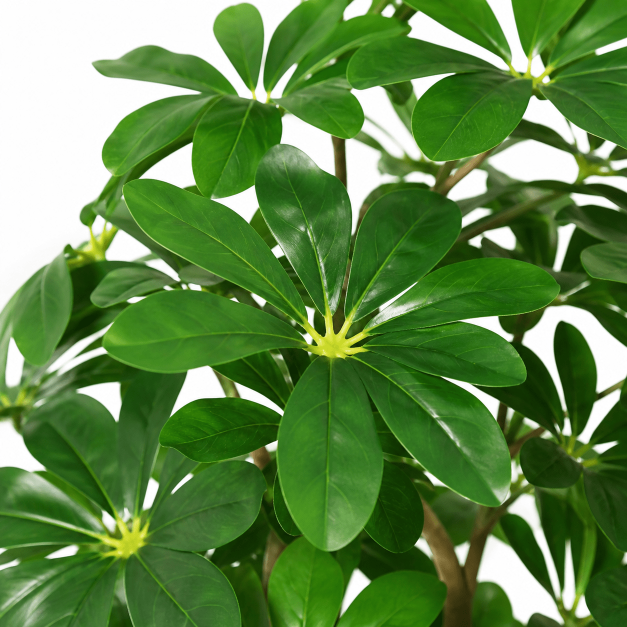 Kunstpflanze Strahlenaralie Schefflera Arboricola 120 cm - DYFLORA