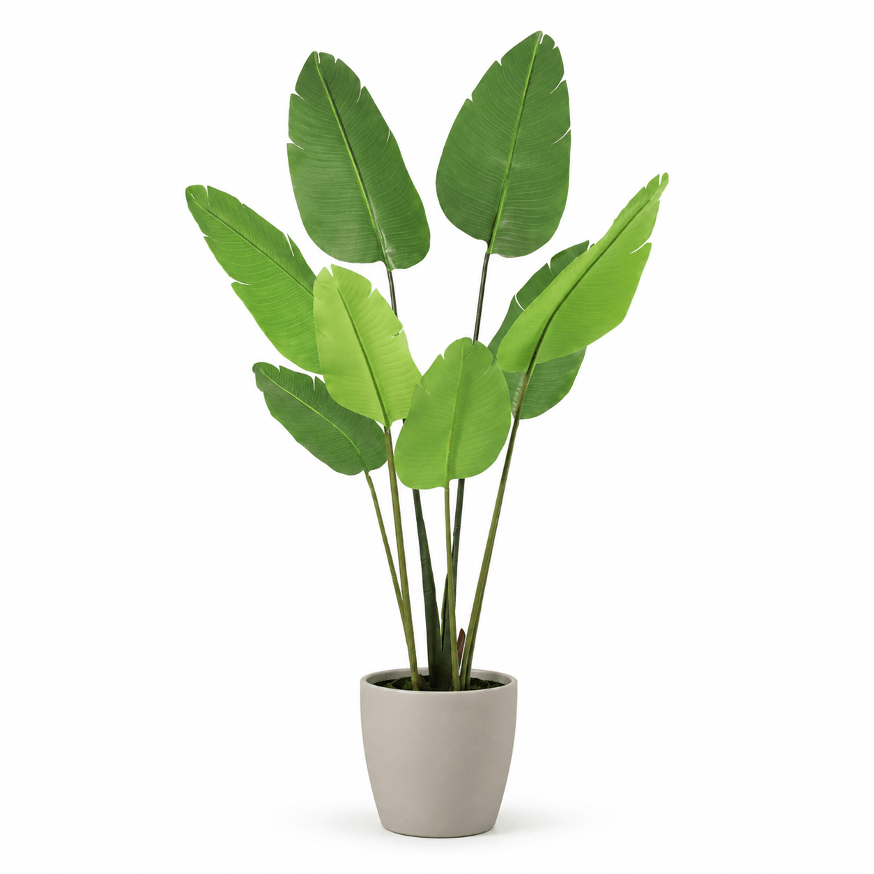 Kunstpflanze Strelitzie Nicolai 155 cm tropisch naturgetreu - DYFLORA