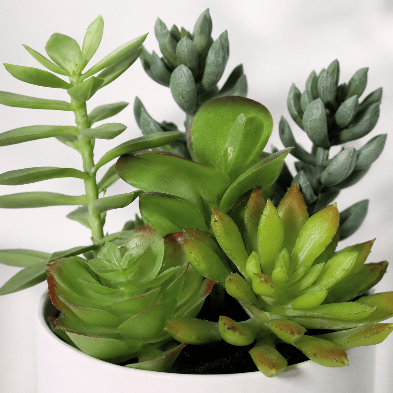 Kunstpflanze Sukkulente 19 cm grün naturgetreu - DYFLORA