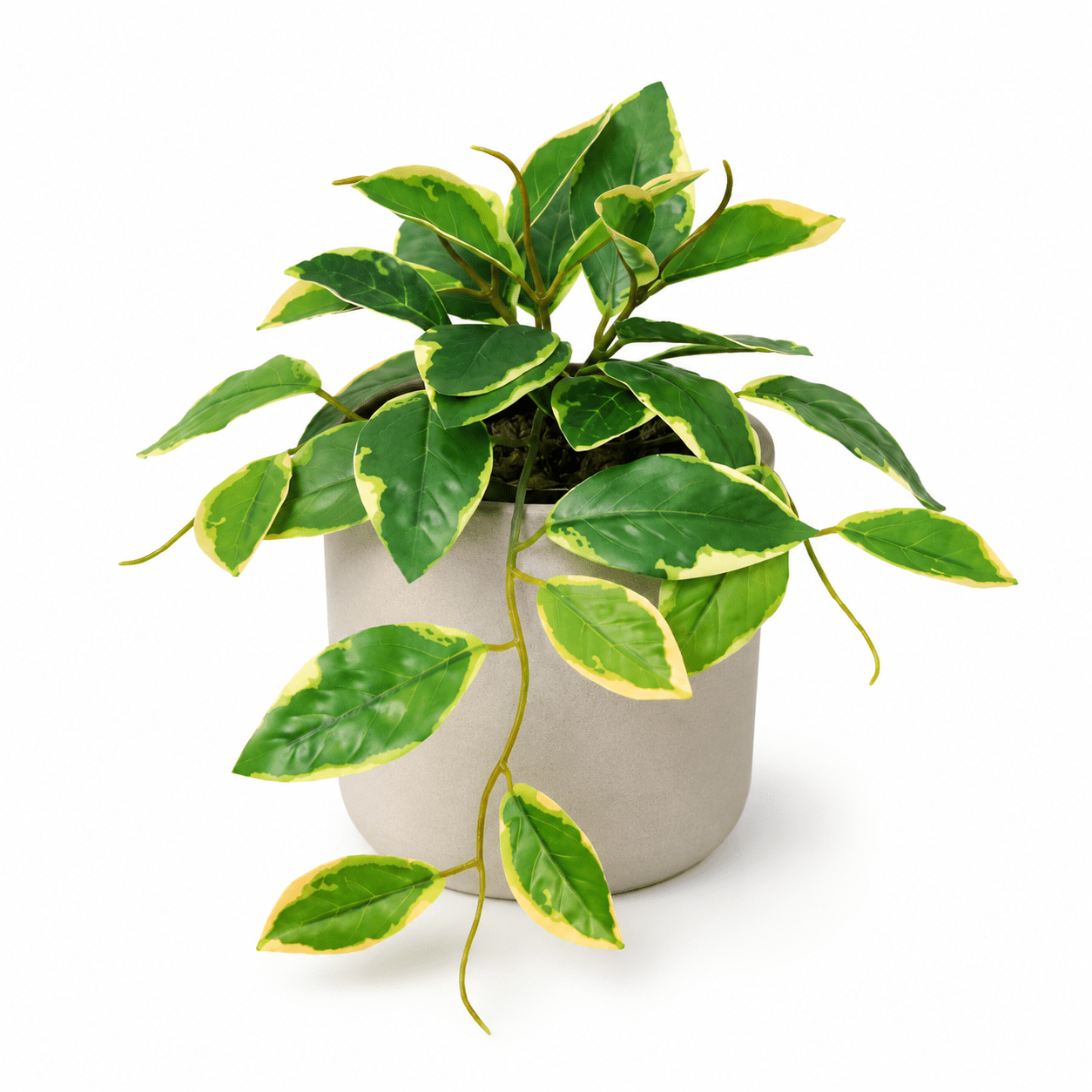 Kunstpflanze Wachsblume Variegata 23 cm – künstliche Hoya - DYFLORA