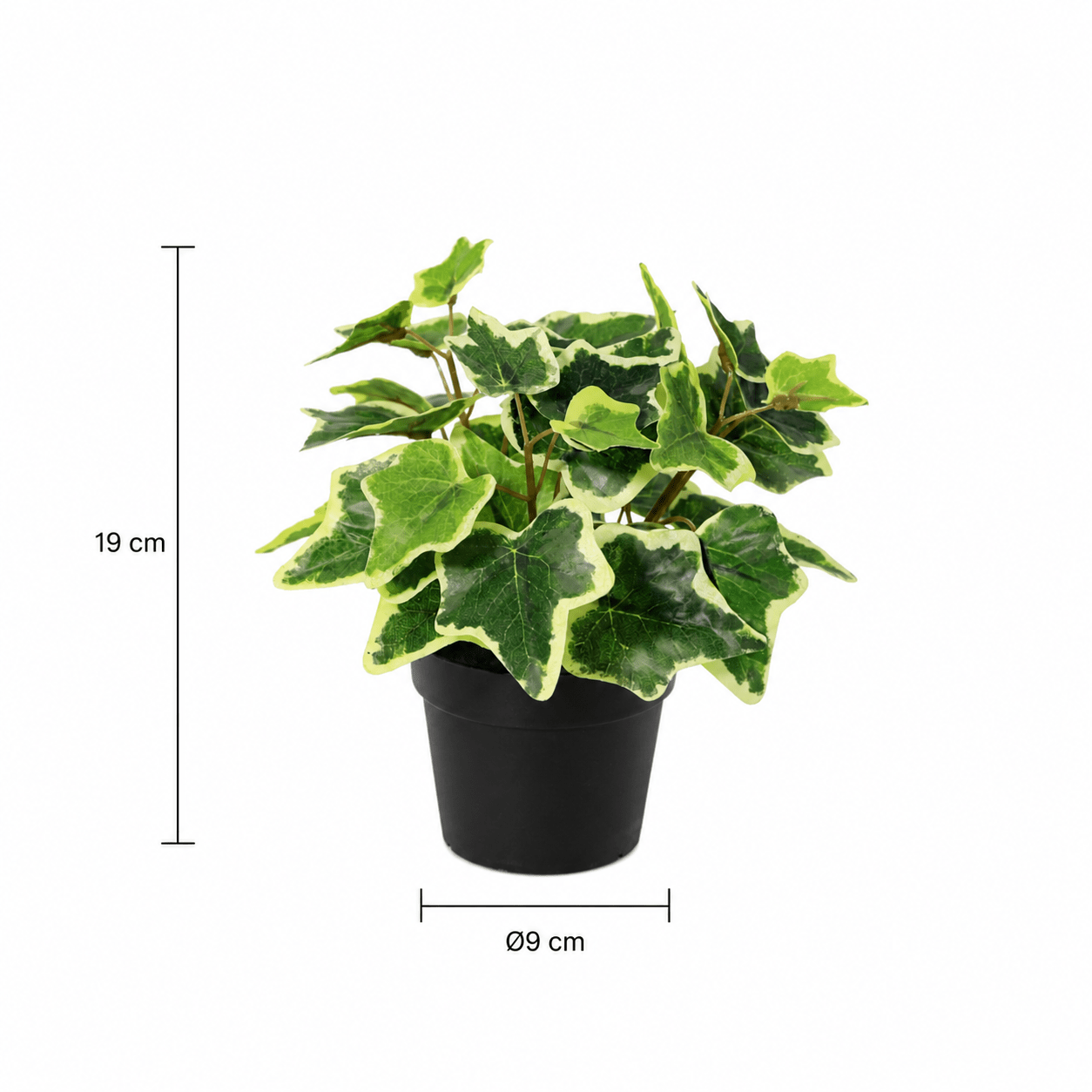 Kunstpflanze Weißer Efeu 19 cm mit zweifarbiger Blattoptik - DYFLORA