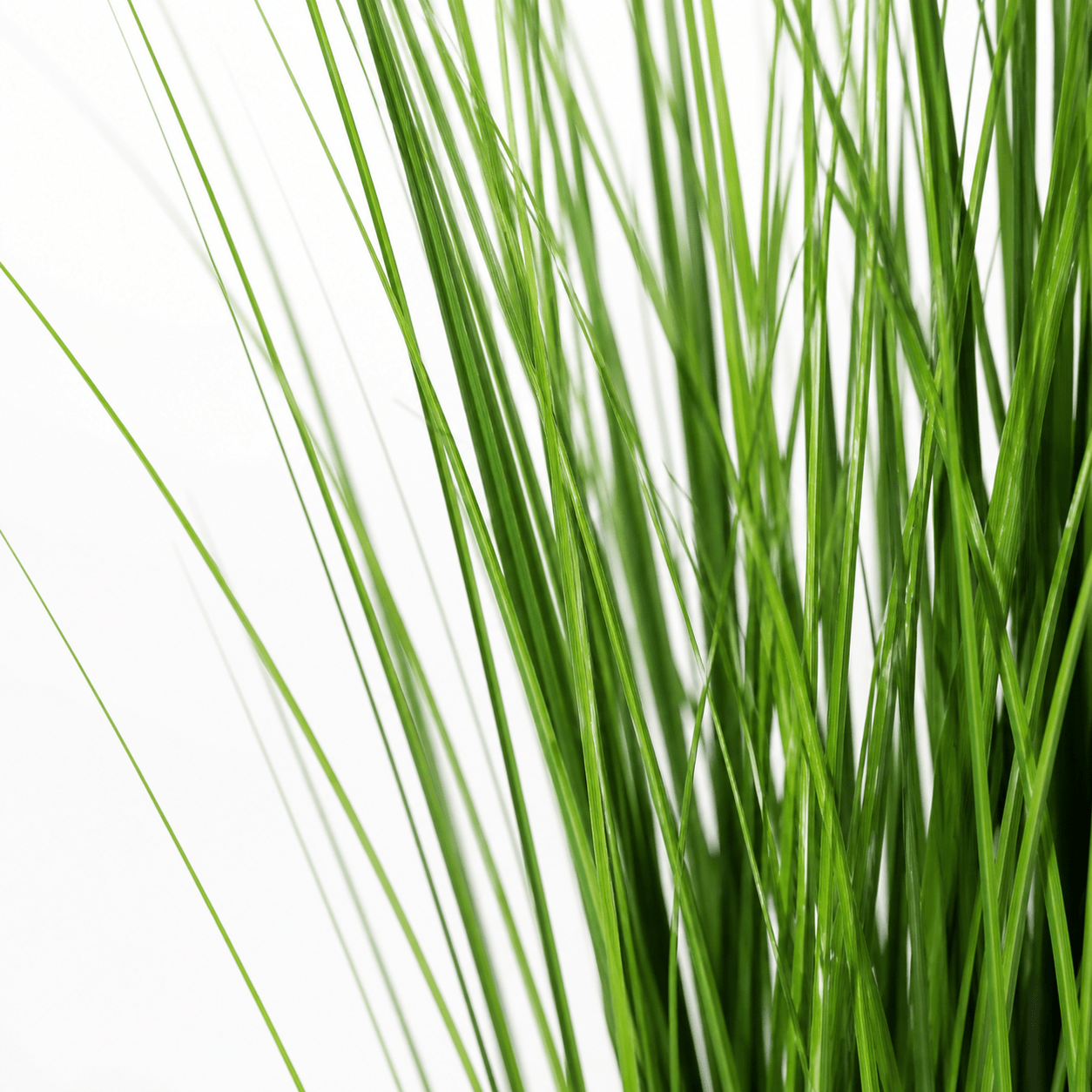 Kunstpflanze Zwiebelgras 130 cm mit luftiger, moderner Optik - DYFLORA
