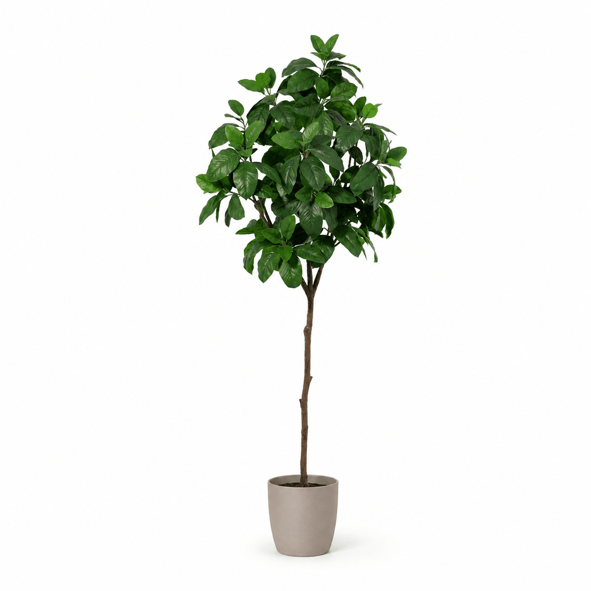 Magnolie Kunstpflanze 190 cm – eleganter Kunstbaum mit grünen Blättern - DYFLORA