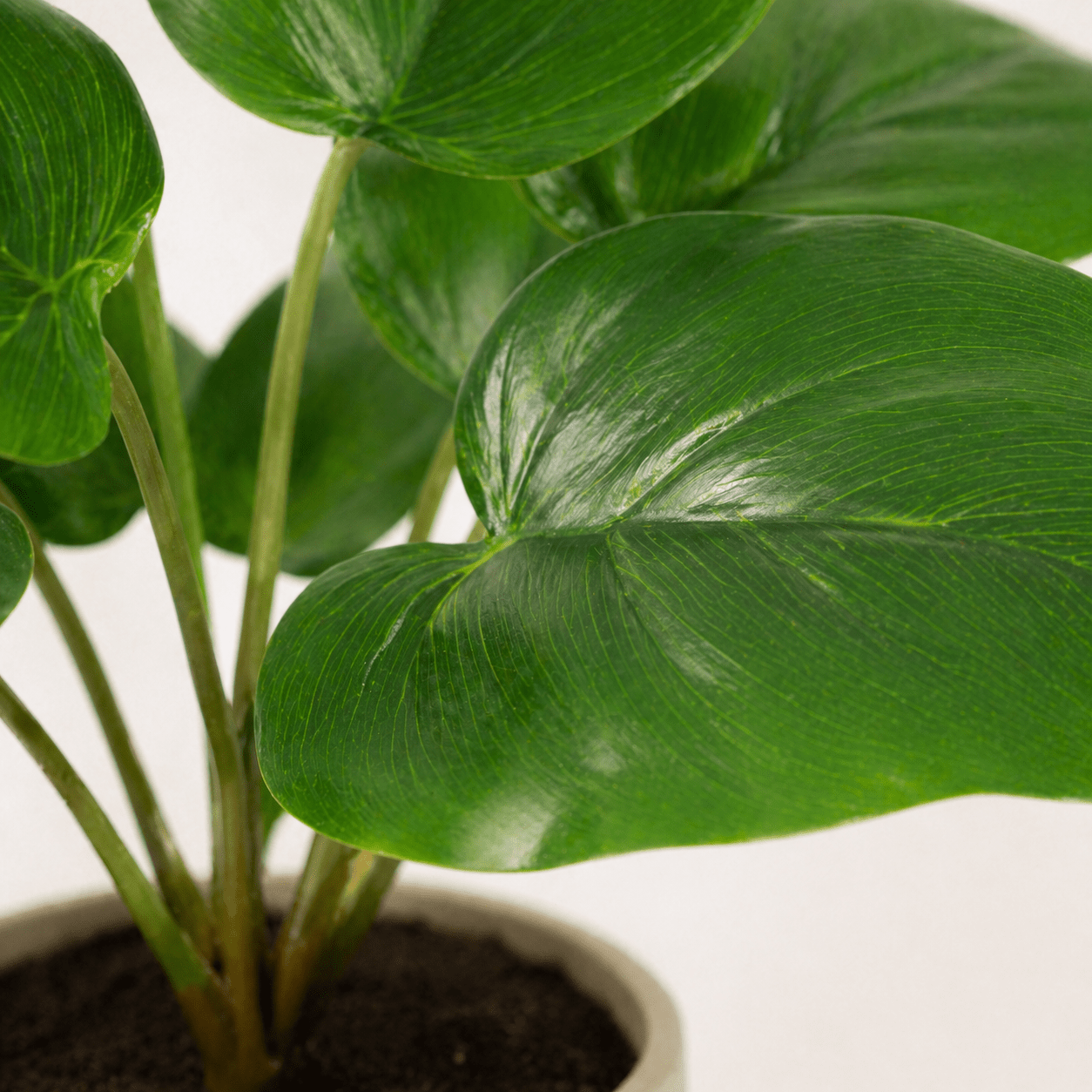 Philodendron Imperial Green Kunstpflanze 25 cm – modern und stilvoll - DYFLORA