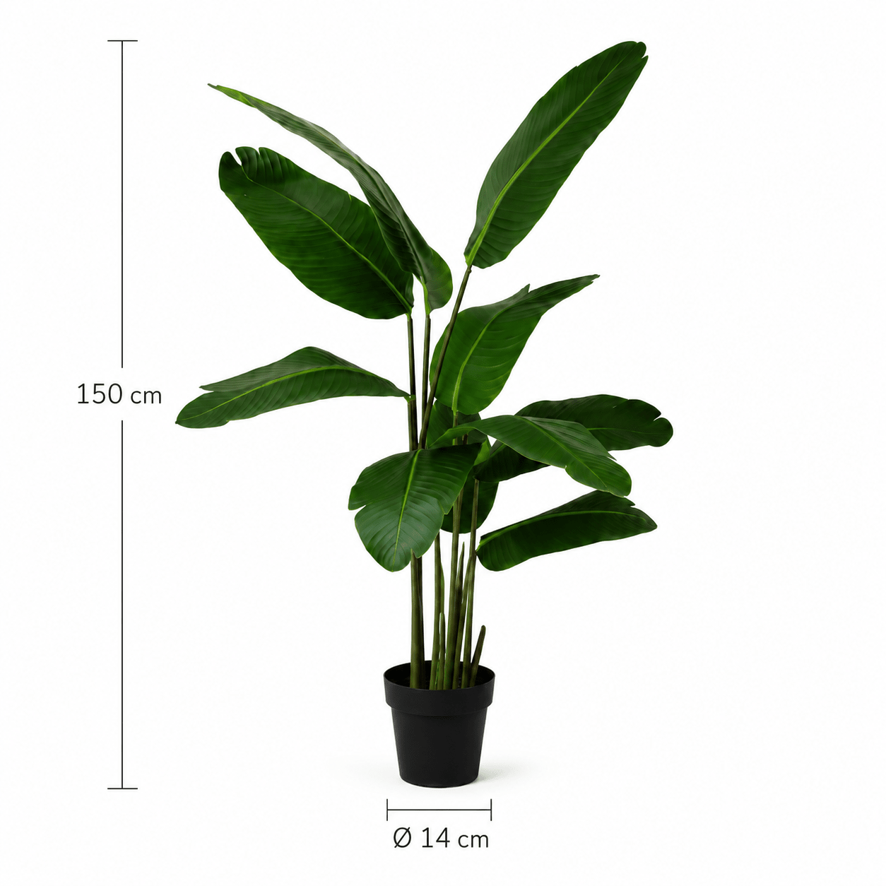 Premium Kunstpflanze 150 cm – Olivenbaum oder Strelitzie | DyFlora - DYFLORA