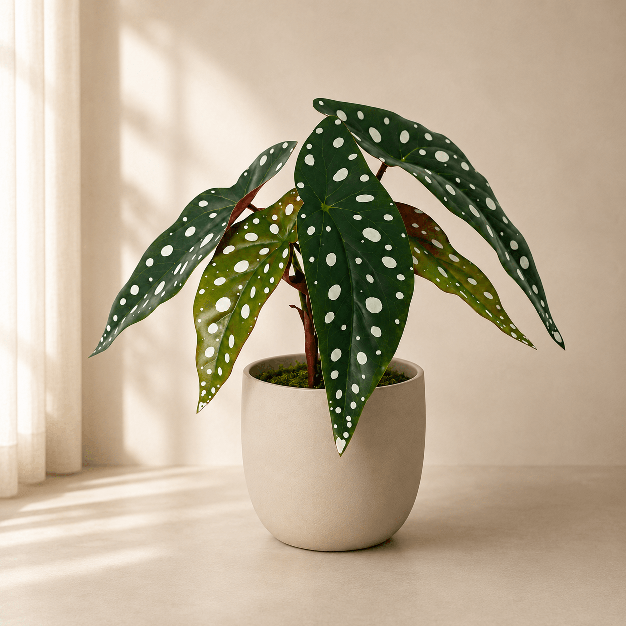 Punktbegonie Kunstpflanze 24 cm – moderne Begonia maculata - DYFLORA