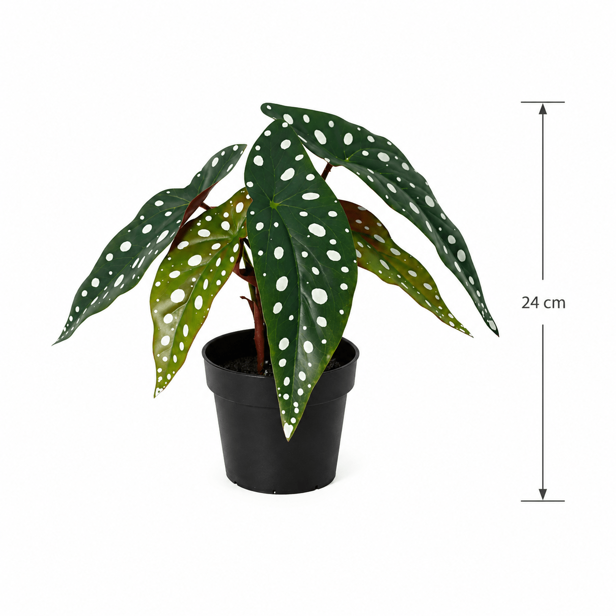 Punktbegonie Kunstpflanze 24 cm – moderne Begonia maculata - DYFLORA