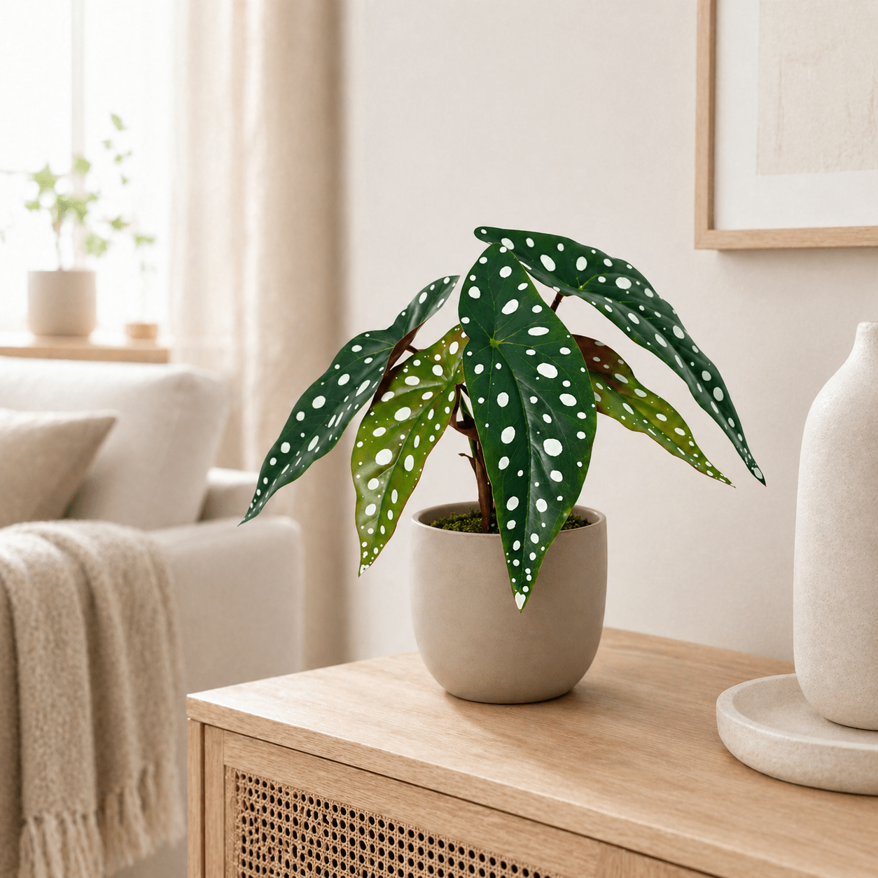 Punktbegonie Kunstpflanze 24 cm – moderne Begonia maculata - DYFLORA