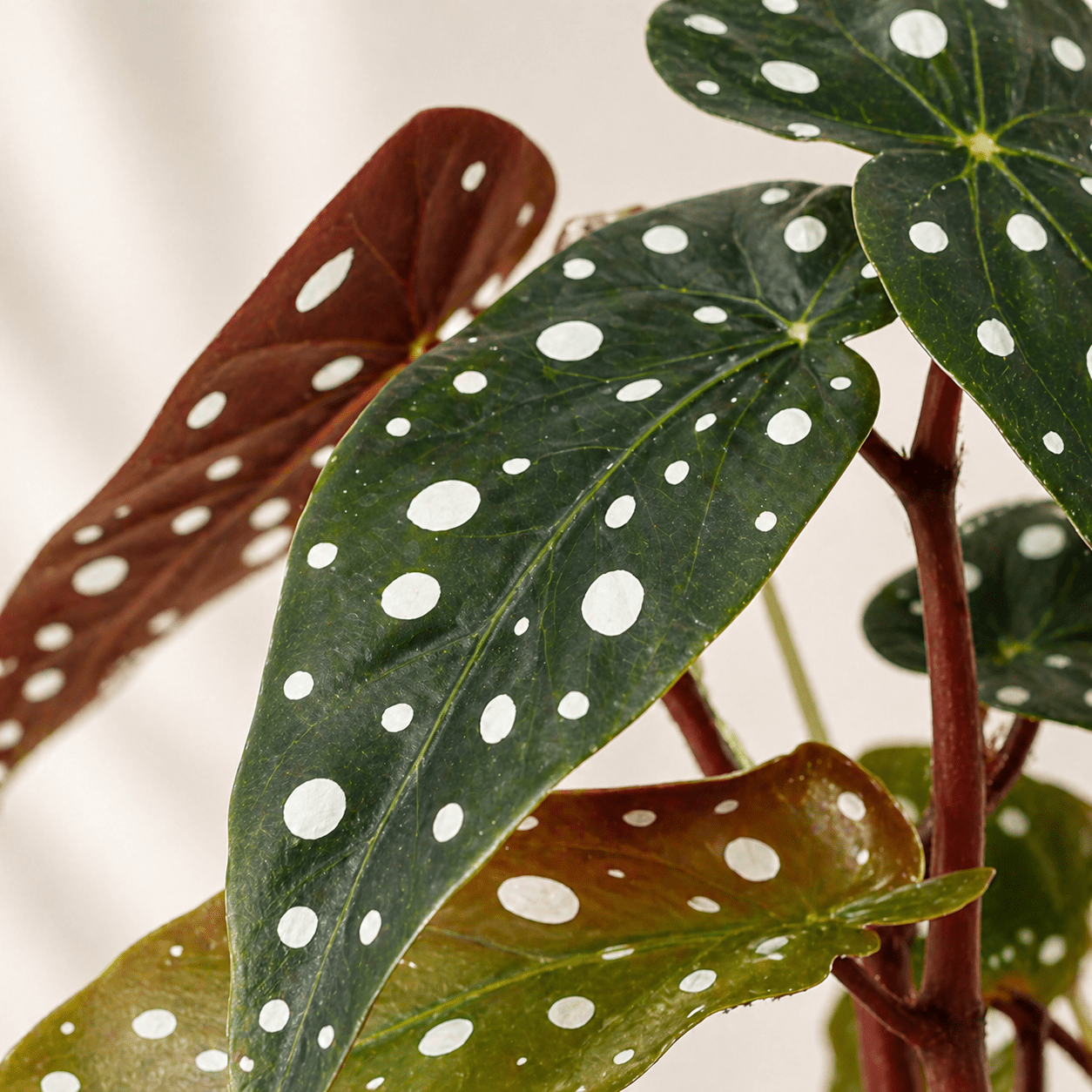 Punktbegonie Kunstpflanze 24 cm – moderne Begonia maculata - DYFLORA