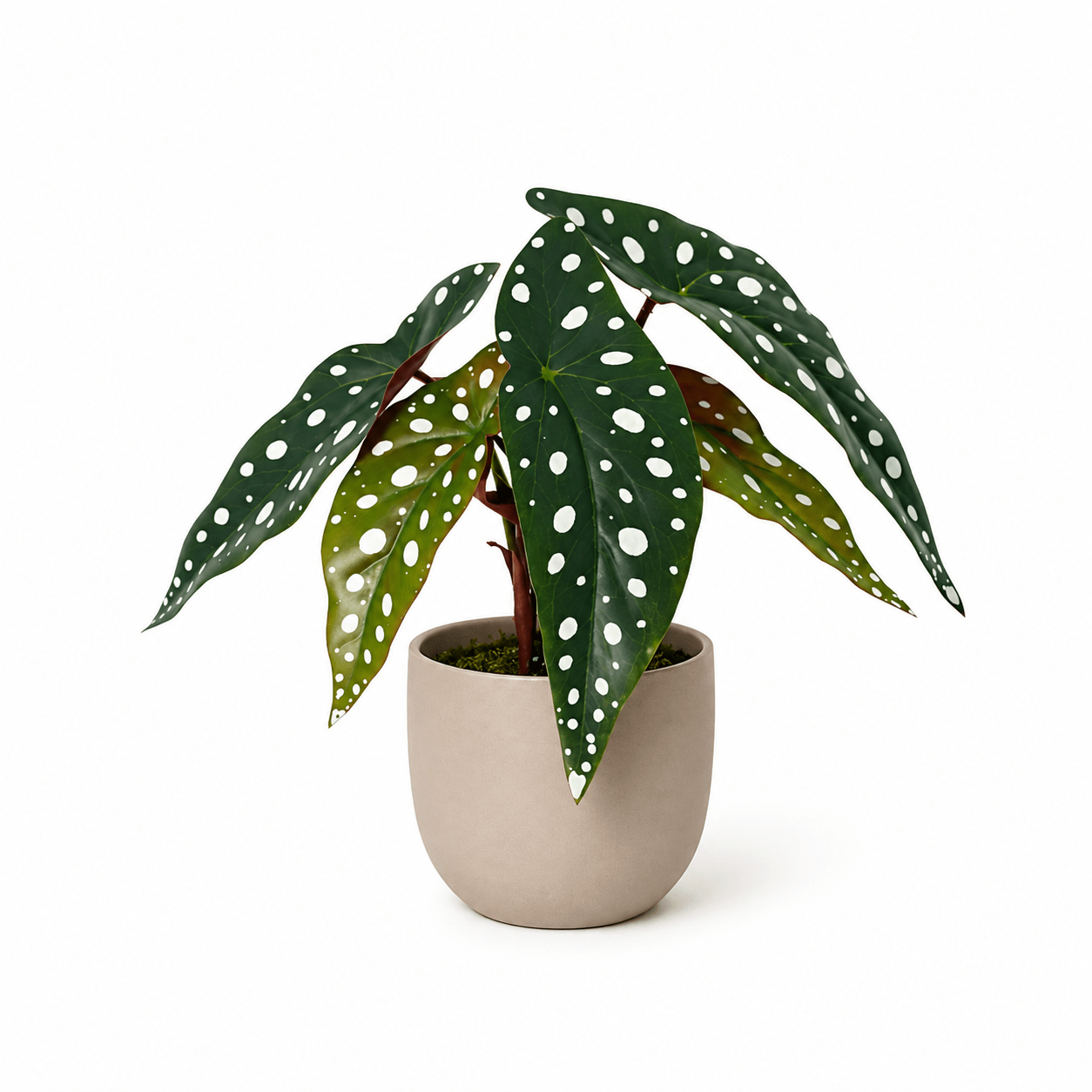 Punktbegonie Kunstpflanze 24 cm – moderne Begonia maculata - DYFLORA