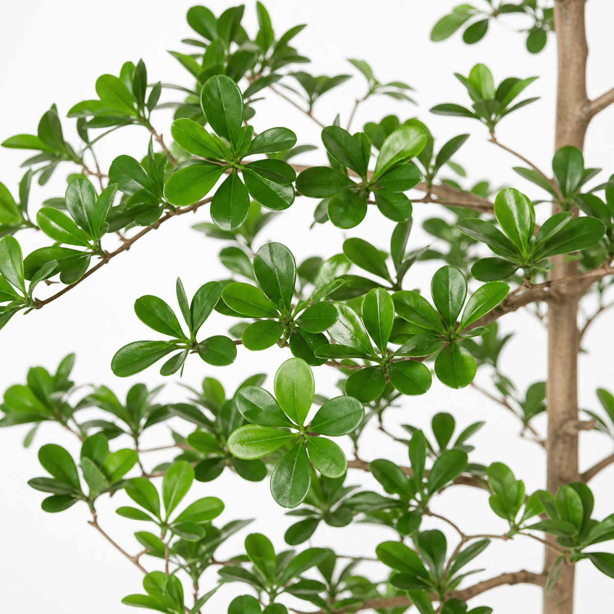 Schwarzer Olivenbaum Kunstpflanze 200 cm – Bucida mit filigranen Ästen - DYFLORA