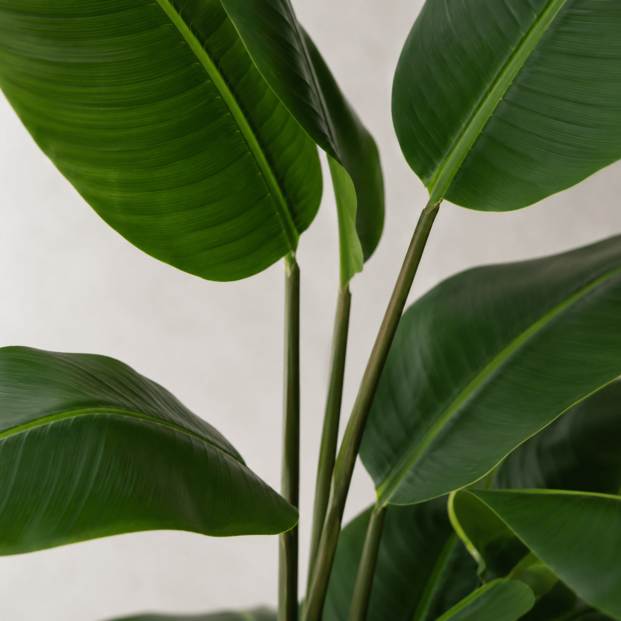 Strelitzie Kunstpflanze 150 cm – exotische Deko mit großen Blättern - DYFLORA