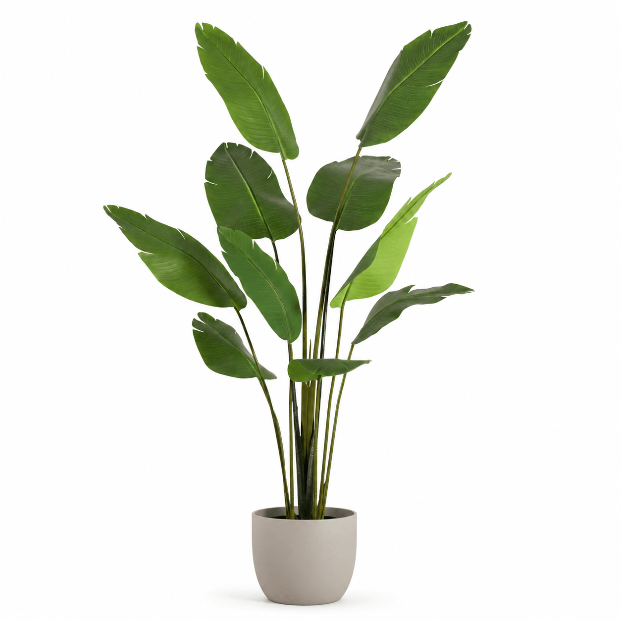 Strelitzie Kunstpflanze 180 cm – Strelitzia Nicolai tropisch - DYFLORA
