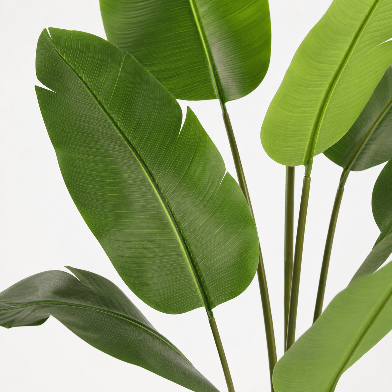 Strelitzie Kunstpflanze 180 cm – Strelitzia Nicolai tropisch - DYFLORA