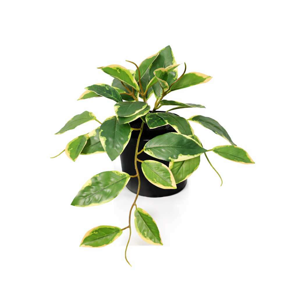 Kunstpflanze Wachsblume Variegata 23 cm – künstliche Hoya