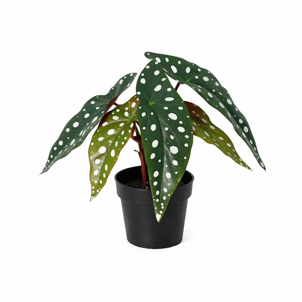 Punktbegonie Kunstpflanze 24 cm – moderne Begonia maculata