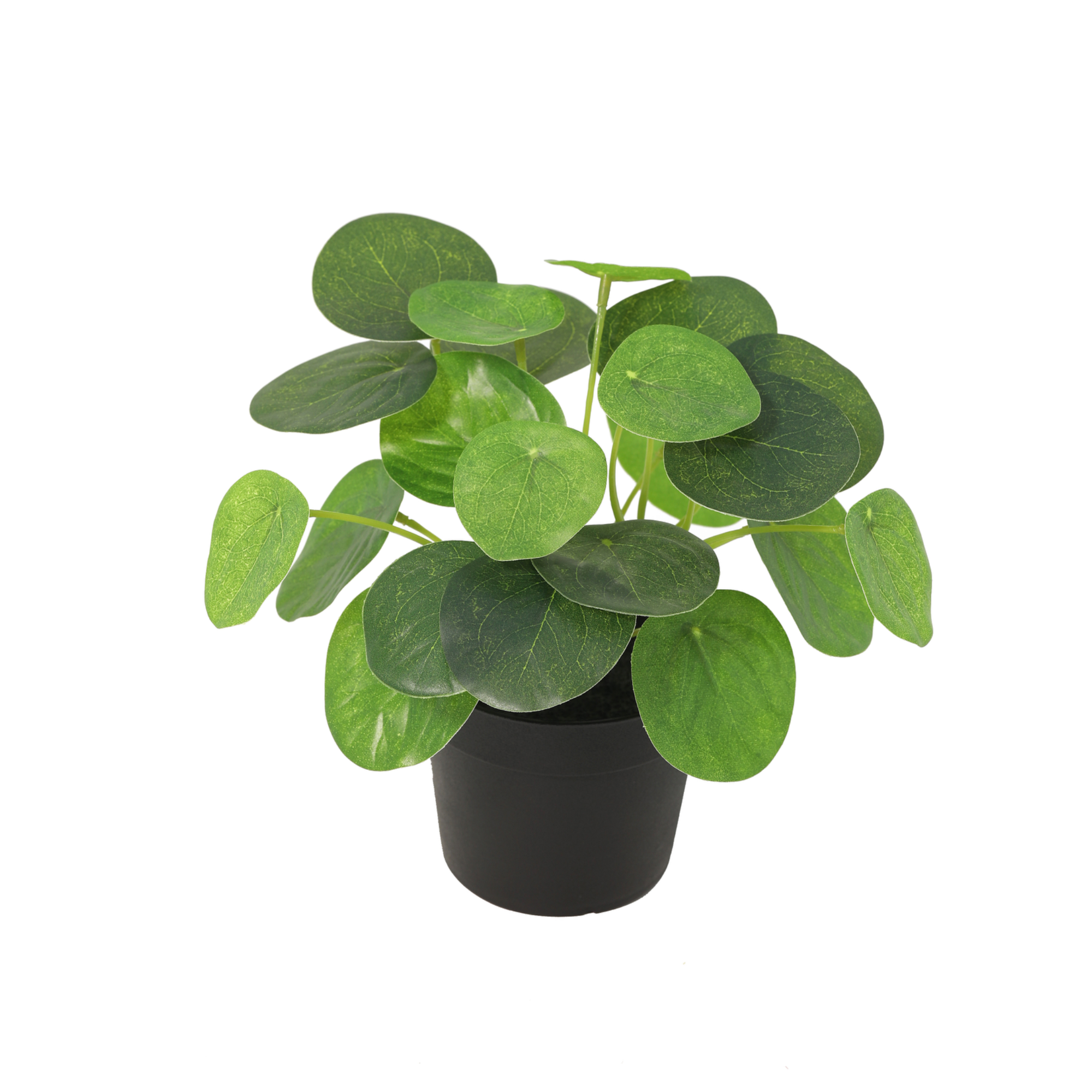 Kunstpflanze Pfannkuchenpflanze Pilea peperomioides 17,5 cm