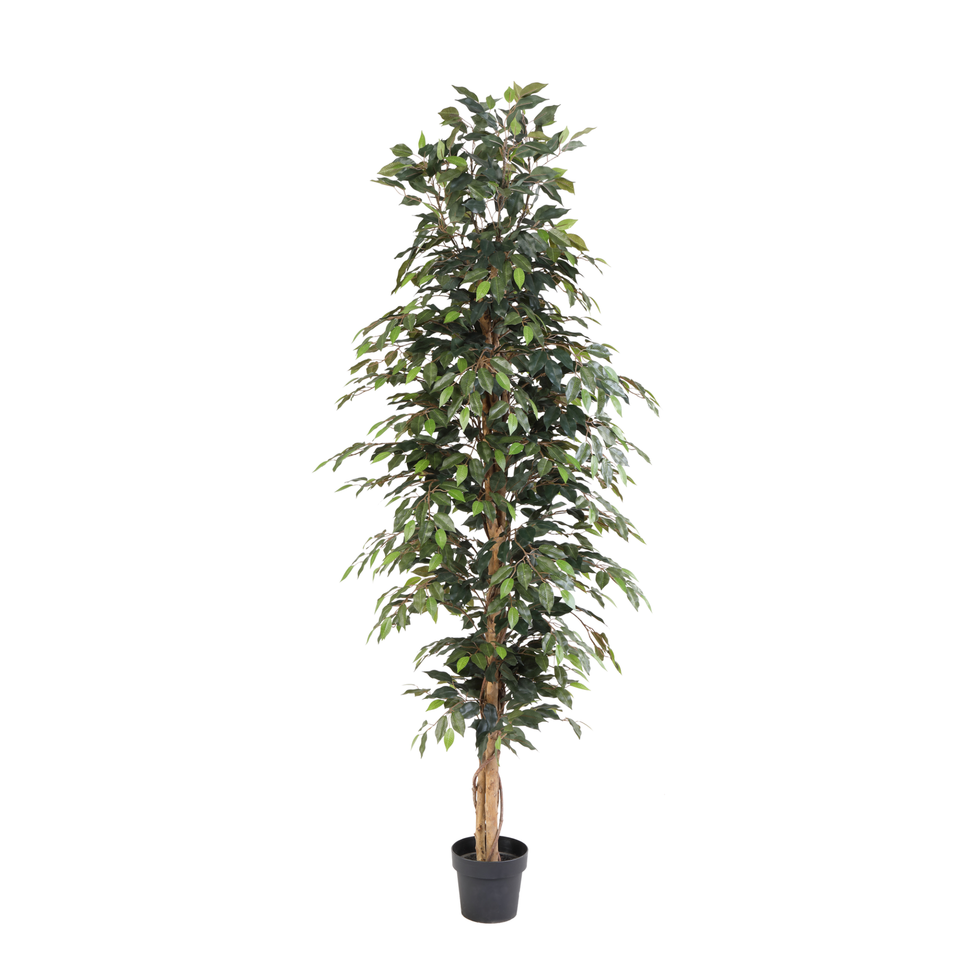 Birkenfeige Kunstpflanze 205 cm – Ficus Benjamina groß & elegant