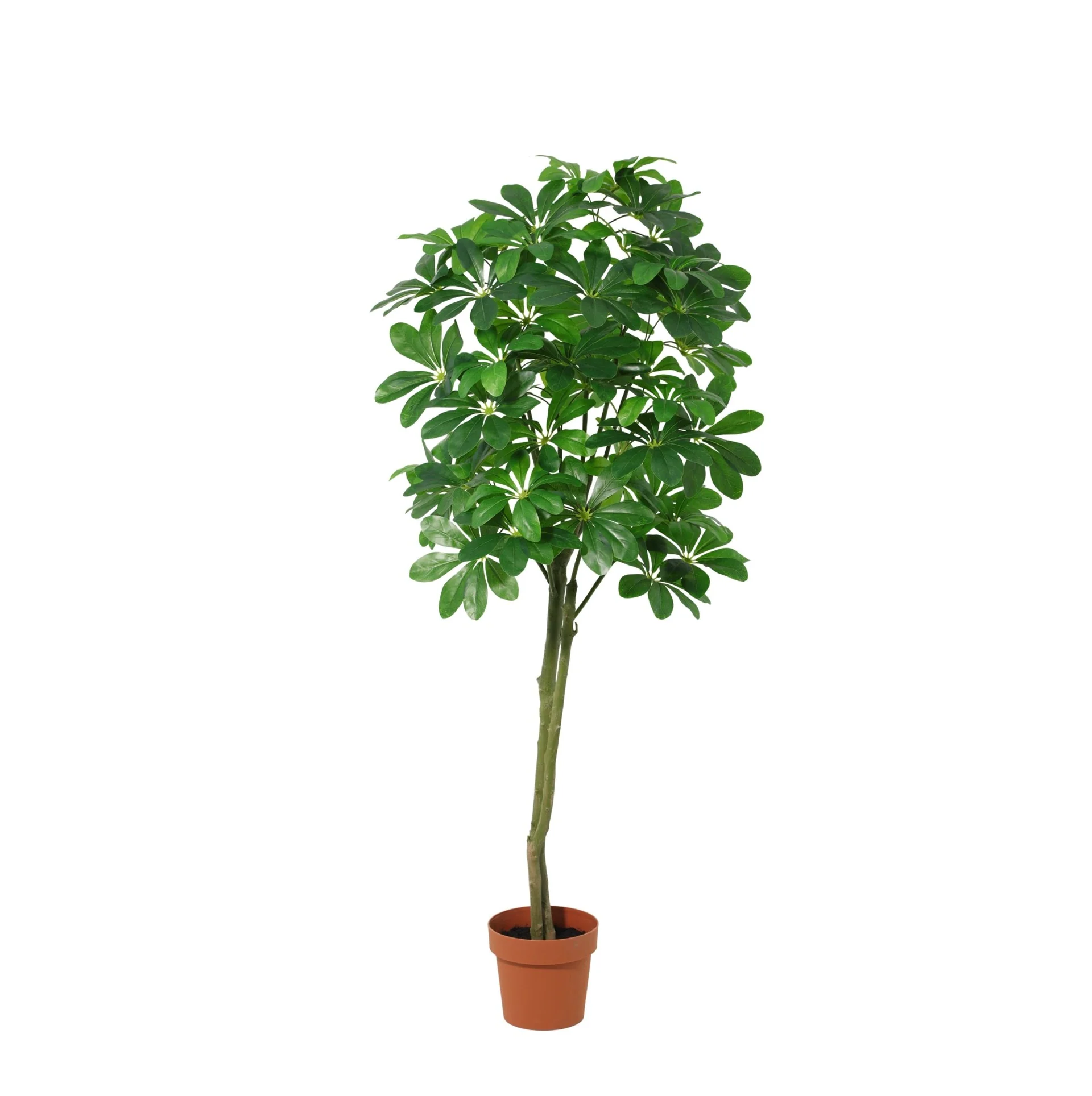 Glückskastanie Kunstpflanze 150 cm – Pachira Aquatica stilvoll