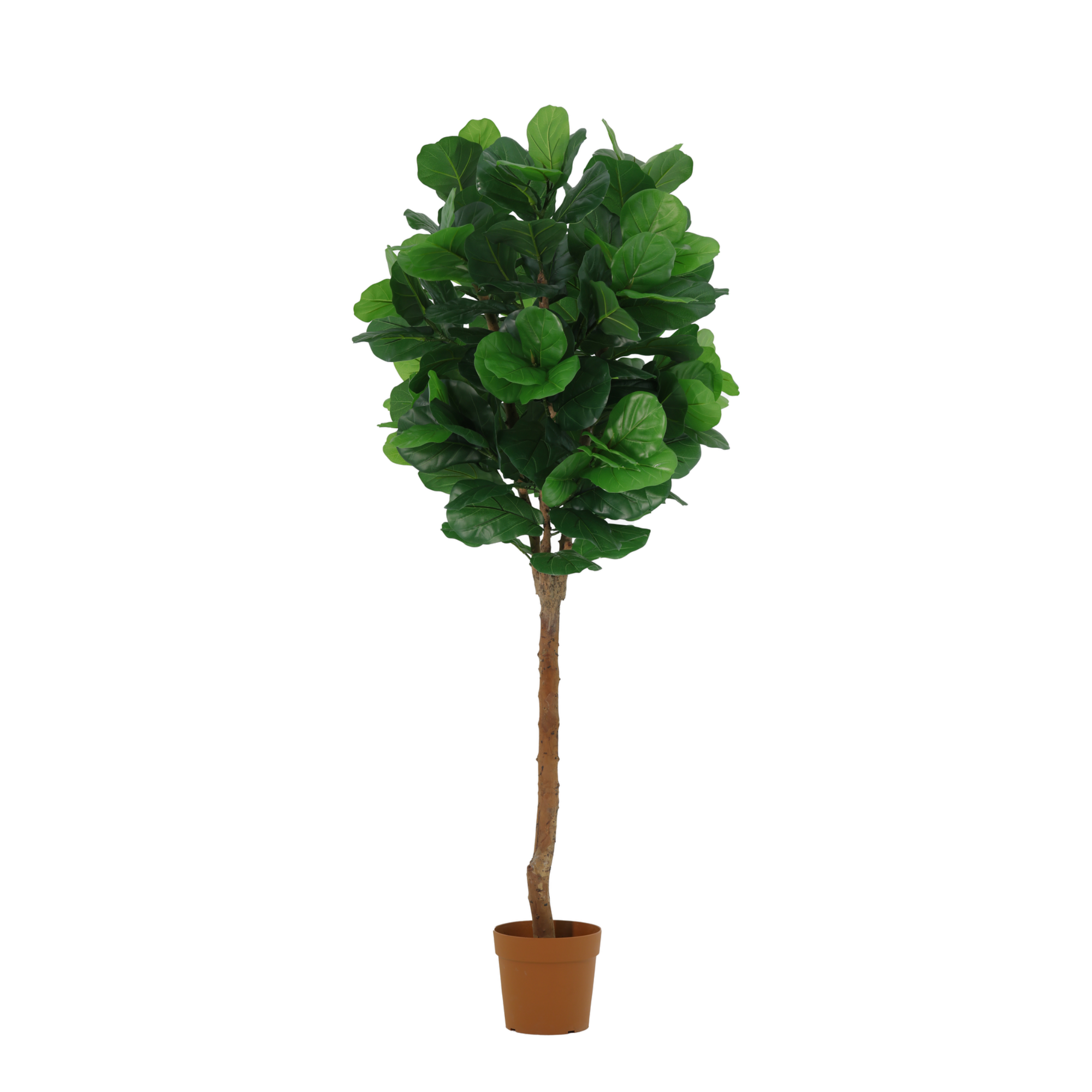 Geigenfeige Kunstpflanze 180 cm – Ficus lyrata als stilvoller Kunstbaum