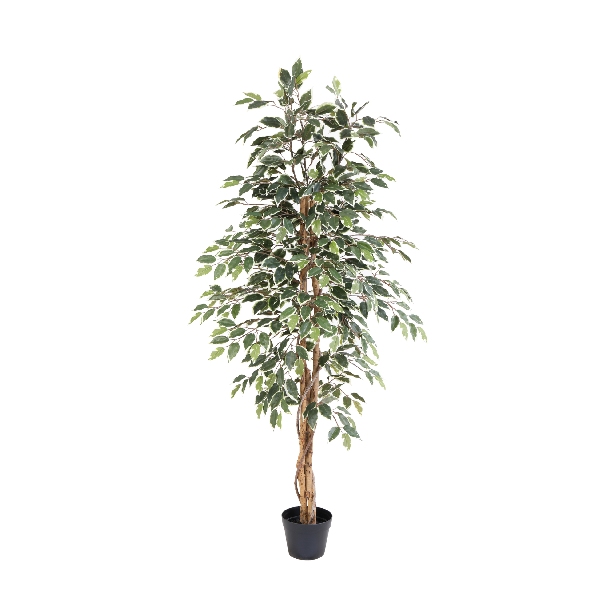 Kunstpflanze Birkenfeige Variegata 160 cm mit heller Blattoptik