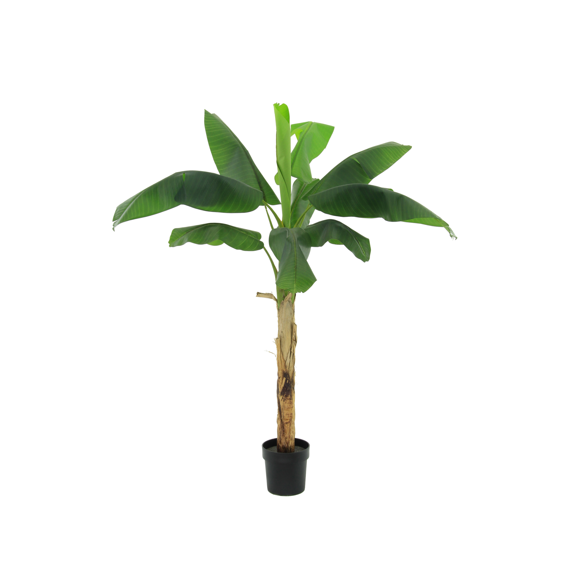 Kunstpflanze Bananenpflanze Musa 180 cm mit tropischem Look